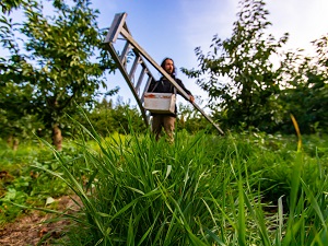 A fruit picker carrying a tripod orchard ladder.