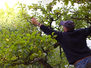A fruit picker on a ladder overreaching to pick an apple from a tree.