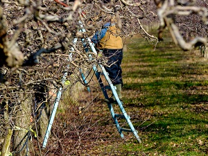 A landscaper standing on a tripod orchard ladder.