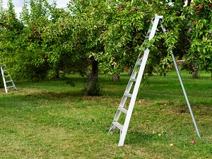 A tripod orchard ladder standing in an apple orchard.