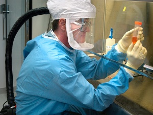 A microbiologist wearing respiratory protection using a biosafety cabinet.