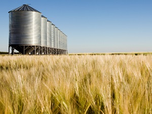 Grain silos in a field of wheat.