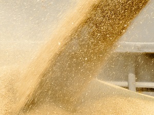 Pouring grain.