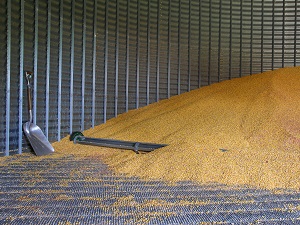 Inside a grain storage bin.
