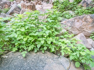Poison ivy growing on a rocky terrain.