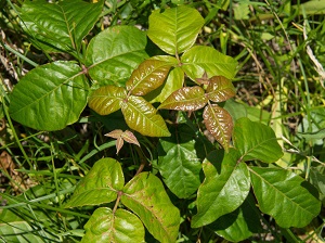 Poison Ivy growing in the grass.