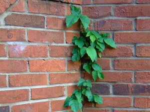A poison Ivy vine that is crawling up a brick wall on a house.