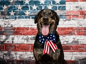 A very friendly looking dog wearing a bow standing in front of a brick wall painted like the American flag.