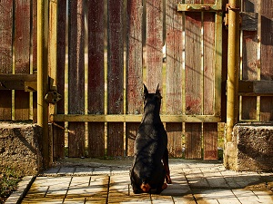 A larger dog sitting behind a closed gate.