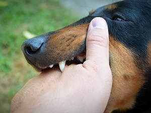A playful dog lightly biting into a man's hand to show his teeth.