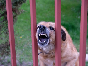 An angry dog behind a fence who is growling and showing his teeth.
