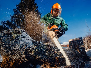 Worker wearing PPE is using a chainsaw to cut through a very large log.