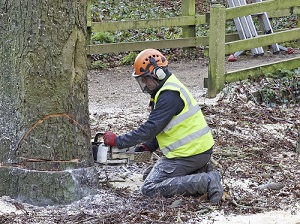 Worker wearing gloves, hearing protection, hardhat, face shield and safety vest, kneeling on the ground using a chainsaw to cut down a large tree.