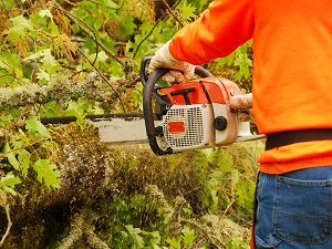 Man wearing bright orange sweatshirt using a chainsaw to cut wood in an outdoor wooded area.