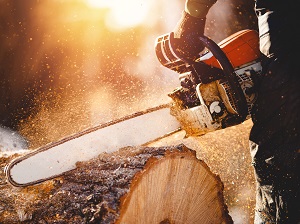 Worker wearing gloves is using a chainsaw to cut through a very large log.