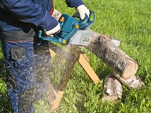Worker wearing work clothes and gloves is using a chainsaw to cut larger logs into smaller pieces.