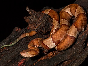 Copperhead Snake
