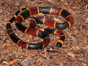 Coral Snake on Mulch