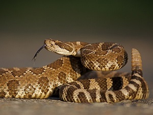 Rattlesnake