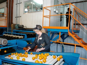 Guardrails on Stairway Inside Fruit Processing Plant