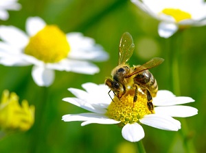Bee on a Flower