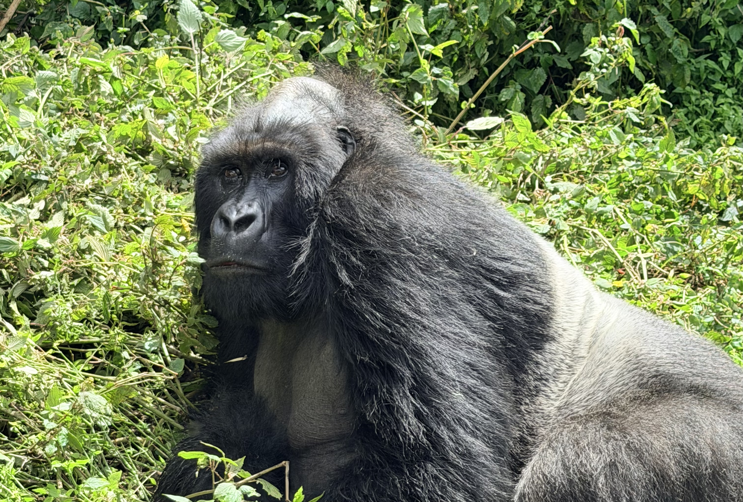 Jam on Safari