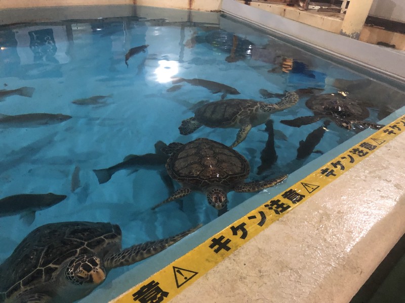 カメの餌やり体験(キケンw
