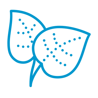 Two blue leaves sprouting up together