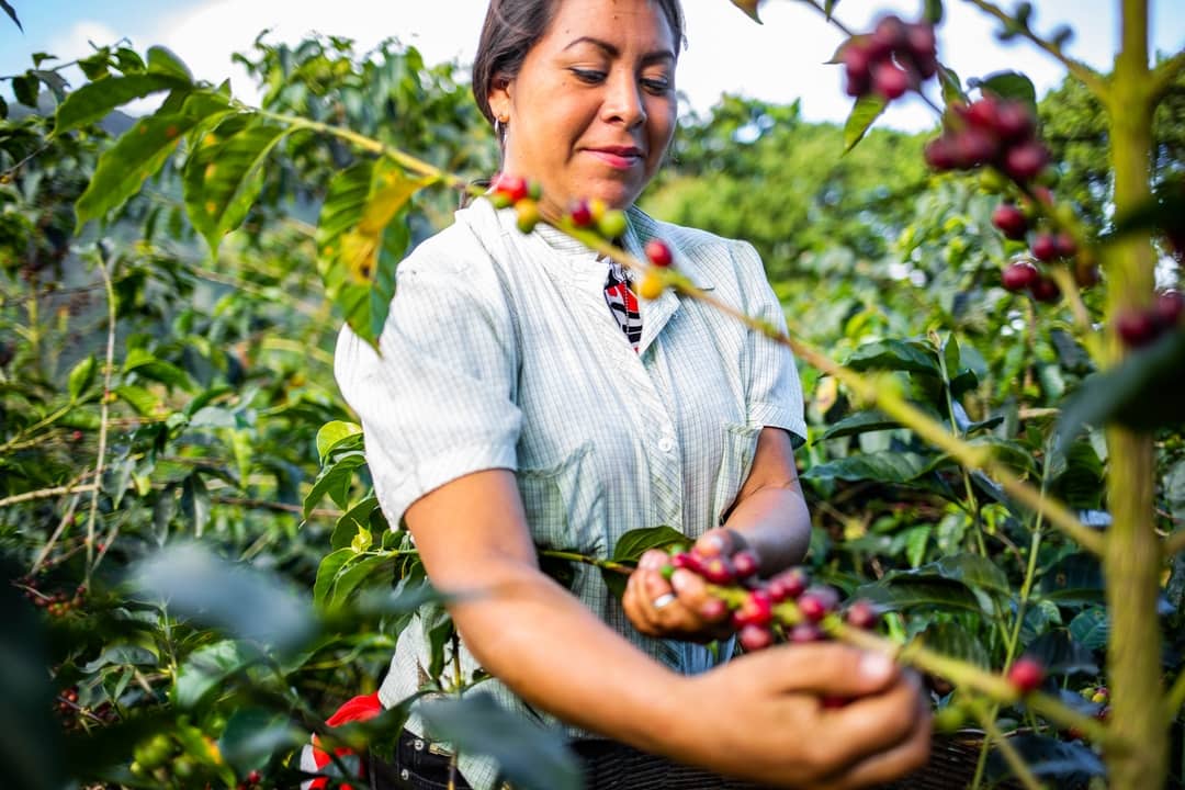 Harvesting ripe coffee cherries at El Aguila, El Salvador.