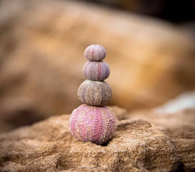 A stack of round shells to represent constipation.