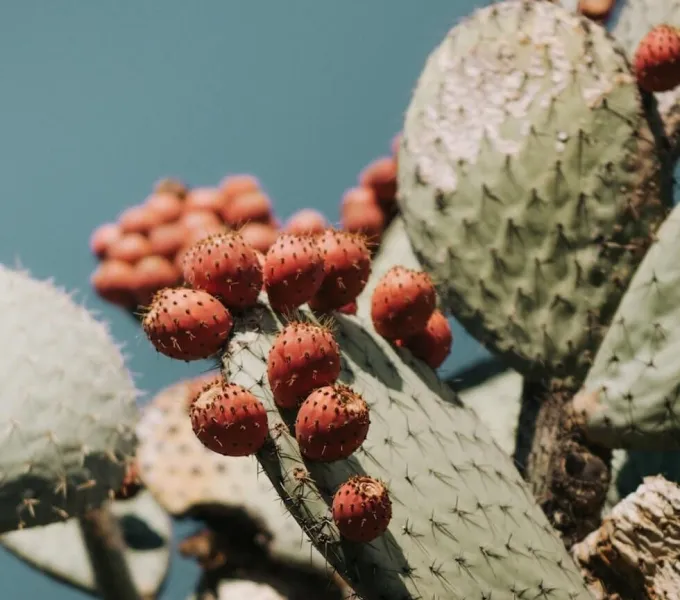 Round, red cactus flowers growing on a large cactus leaf to symbolize endometriosis.