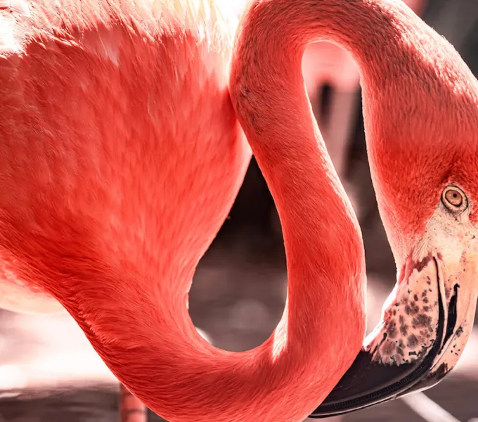 A flamingo's neck that curves like a pelvic wand.