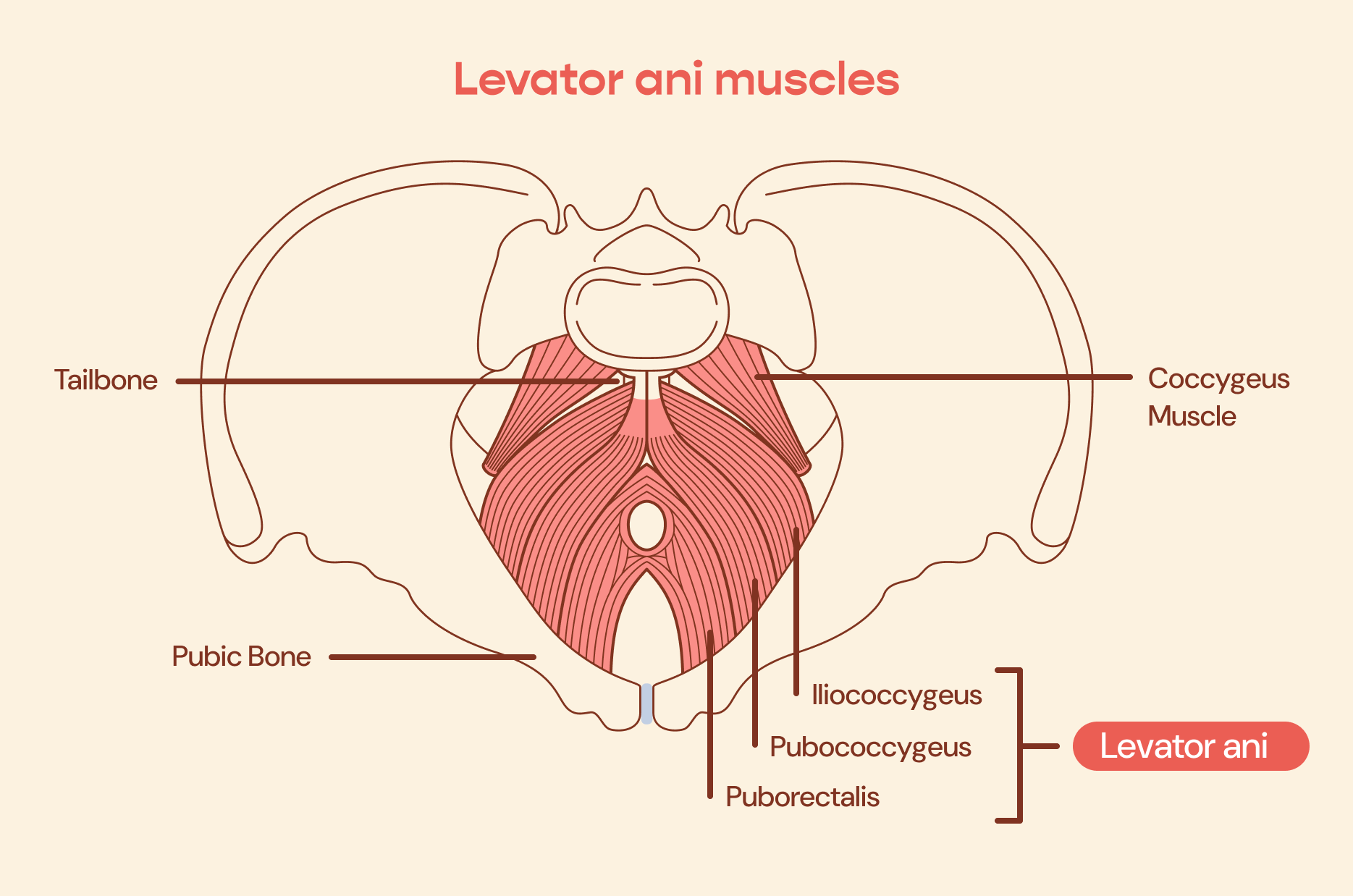 Levator ani muscles diagram on pelvis