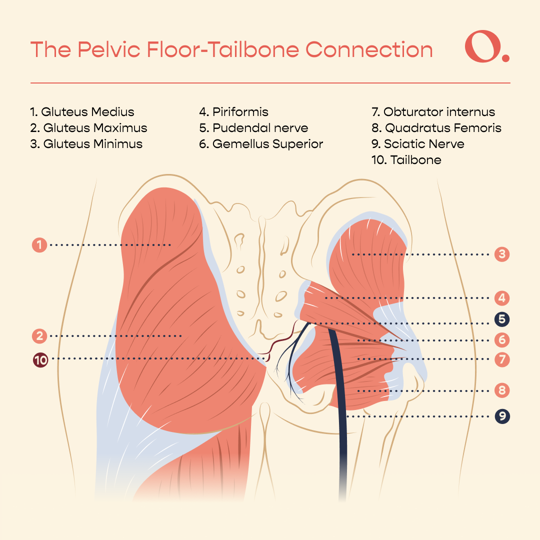 tailbone pain from pelvic floor tension | The pelvic floor-tailbone connection | the origin way