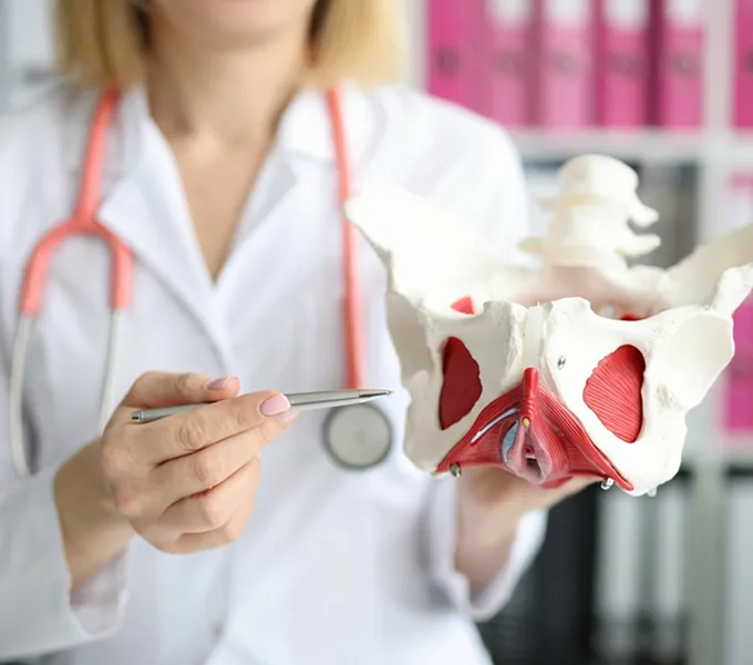 Pelvic floor specialist holding pelvic model and pointing to the area near the piriformis.
