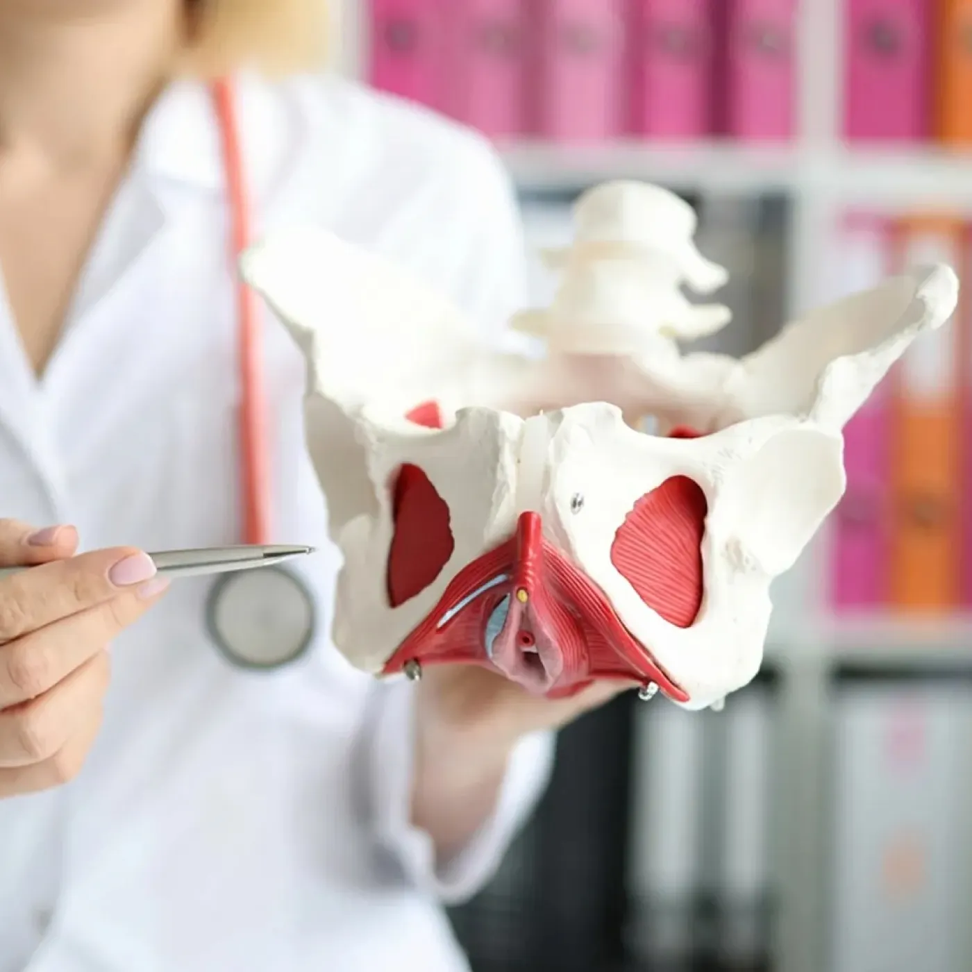 Pelvic floor specialist holding pelvic model and pointing to the area near the piriformis.