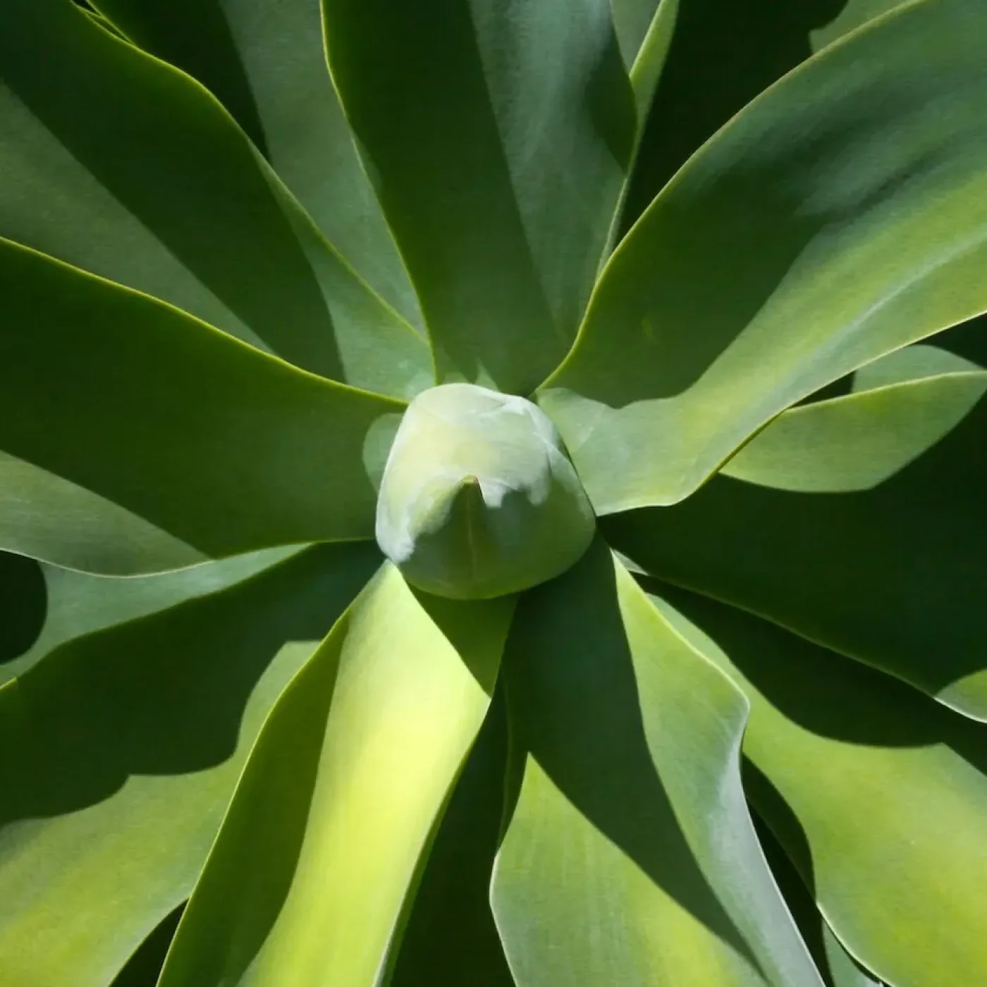 An image of a cactus to represent the female sexual response cycle.