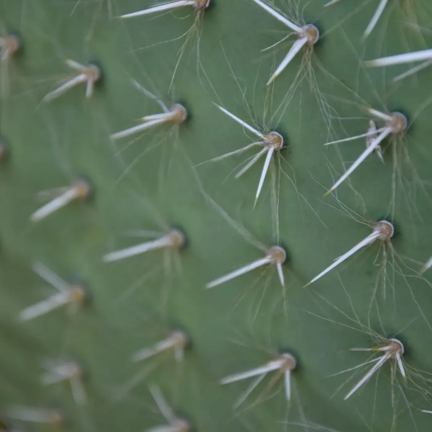 Cactus needles shown up close to represent dry needling.