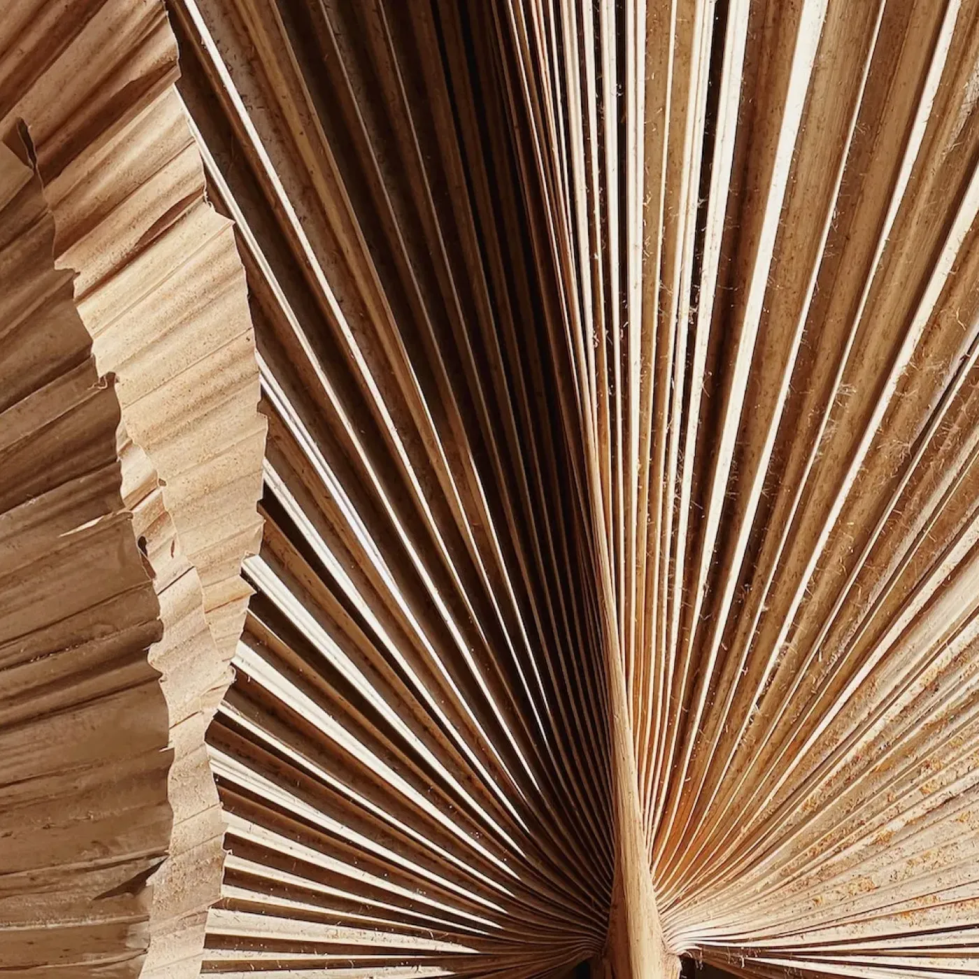 An abstract image of a fan leaf to represent pelvic floor dyssynergia.