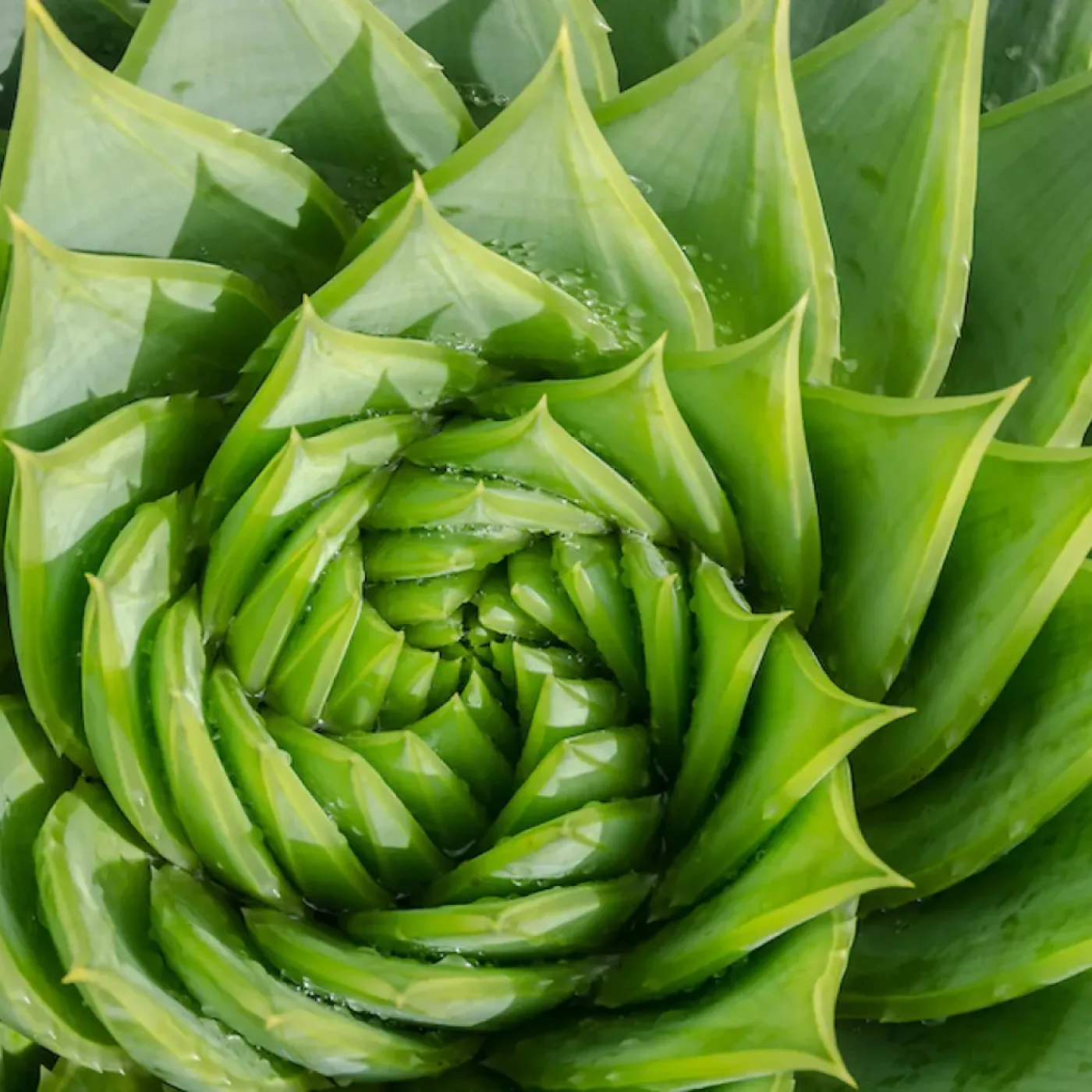 An image of a spiral aloe vera plant for a story about levator ani syndrome.