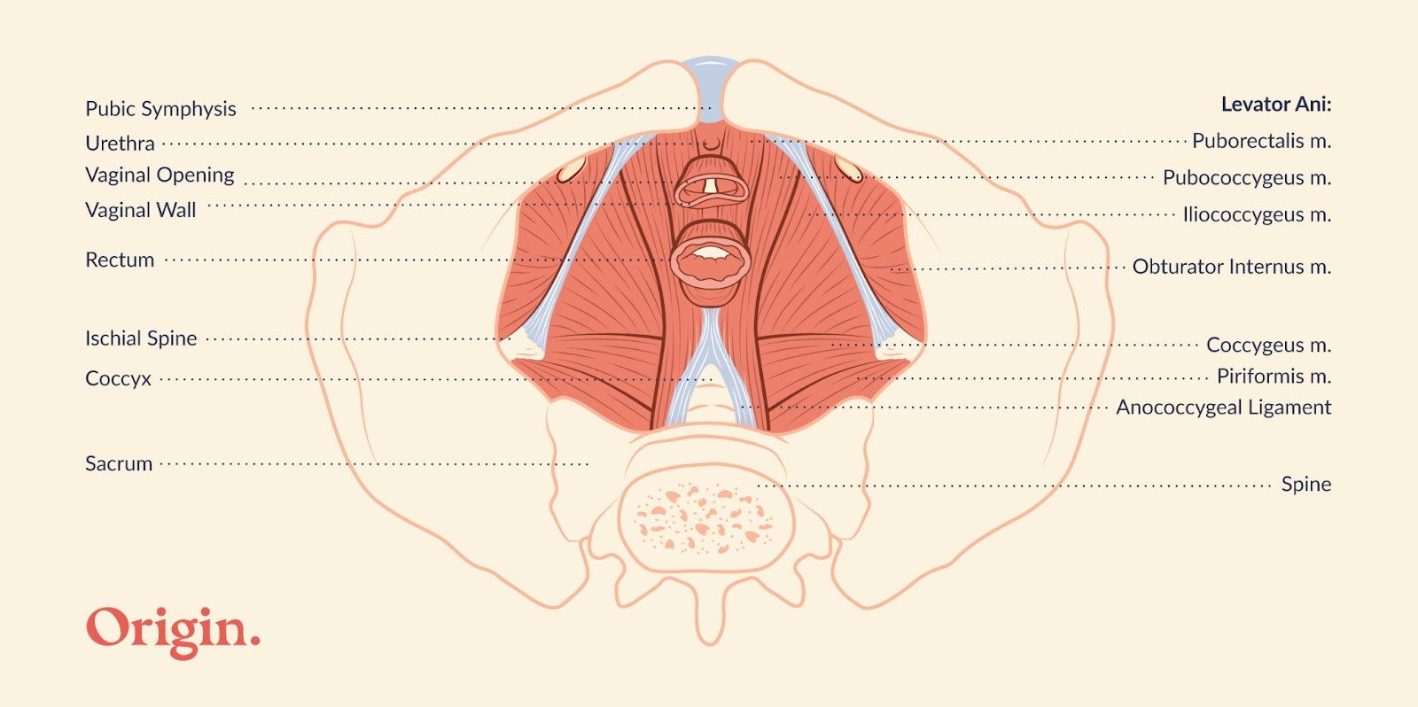Pelvic floor muscle diagram from a top-down perspective