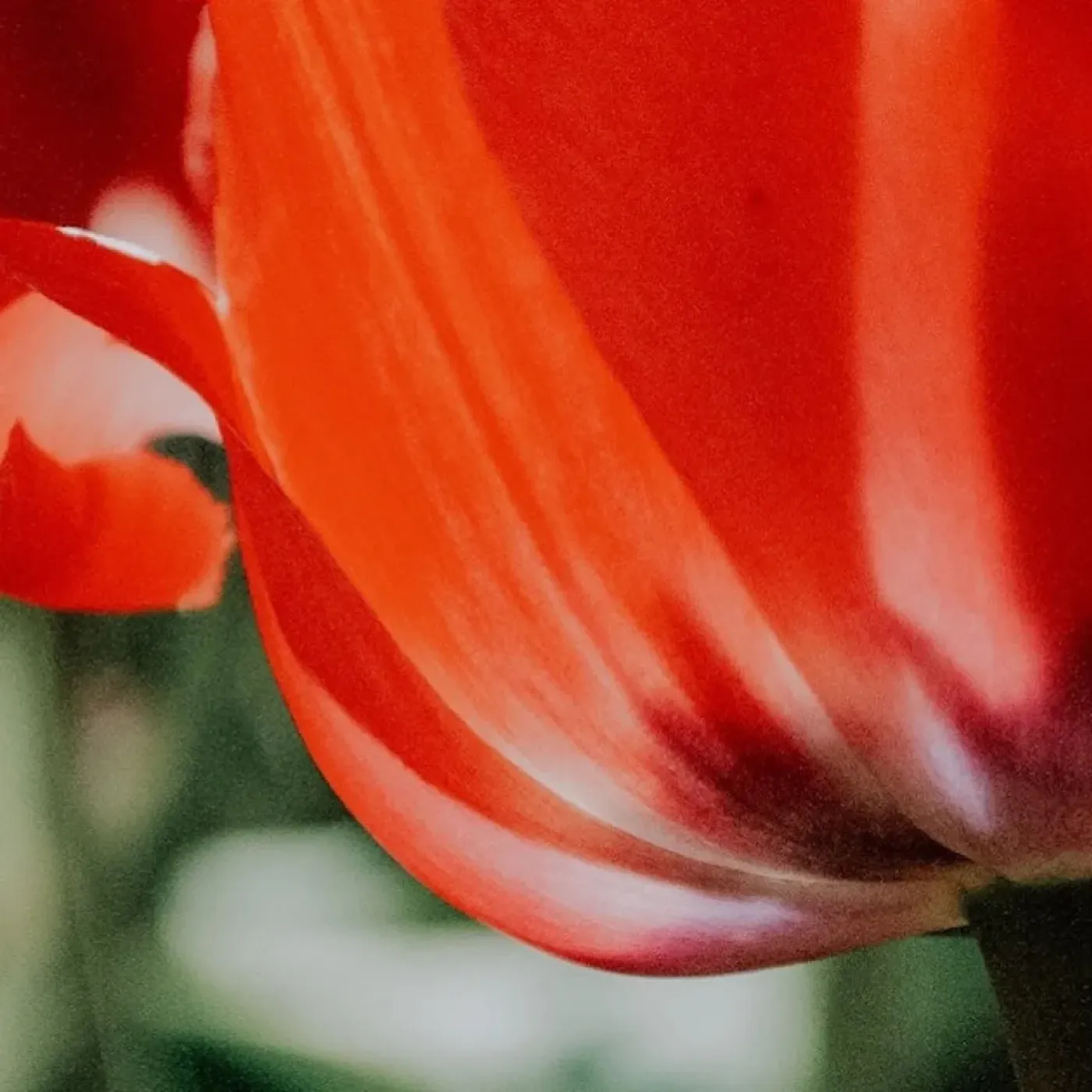 A close up of a coral colored tulip to represent the pelvic floor.