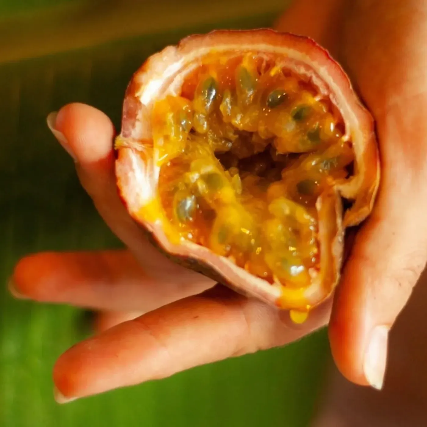 A hand holding a passionfruit to represent vaginoplasty for transgender women.