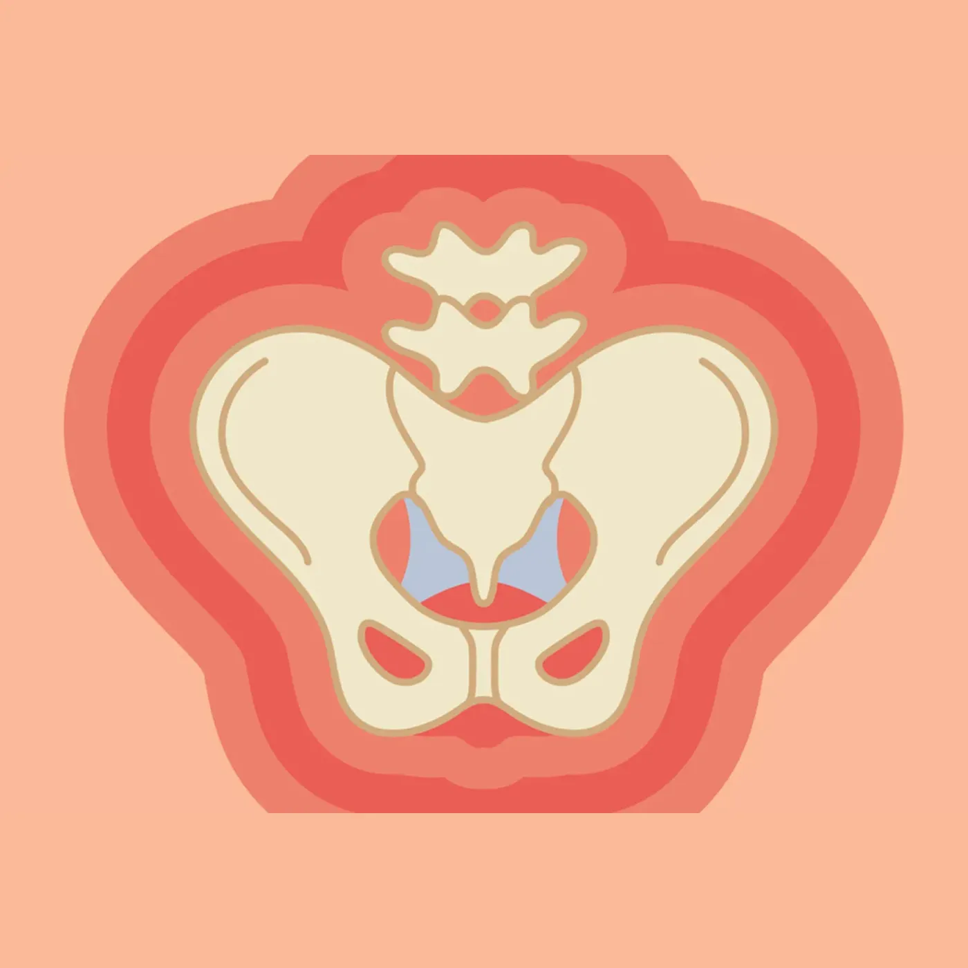 A brightly colored illustration of the pelvic bones and pelvic floor.