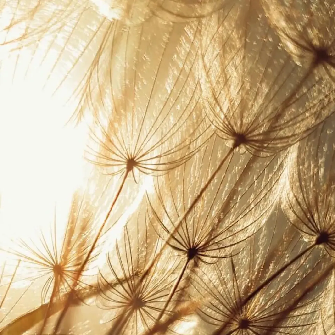 A close up photo of dandelion seeds and stems on a background of yellow, sunny sky.