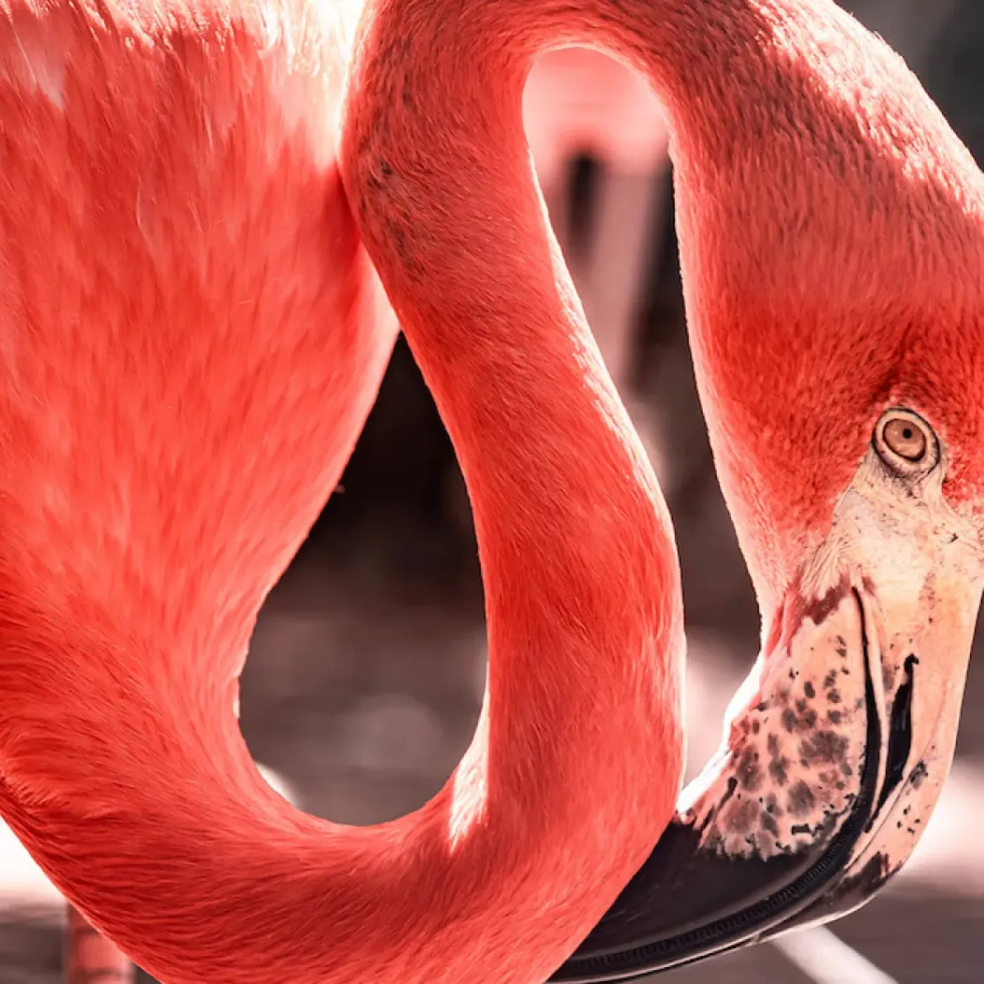 A flamingo's neck that curves like a pelvic wand.