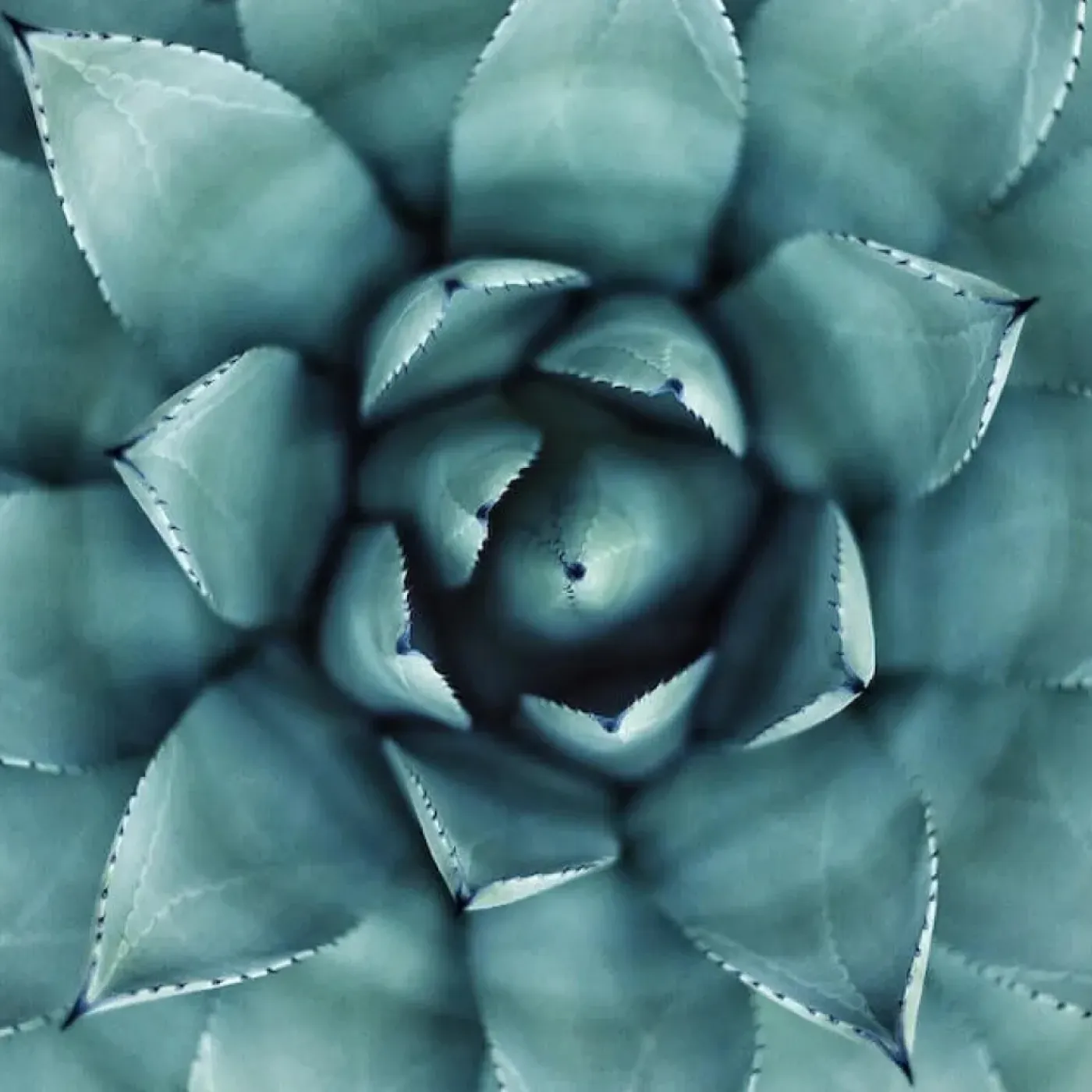 A woman's midsection with a flower to symbolize the impact of perimenopause on the pelvic floor.