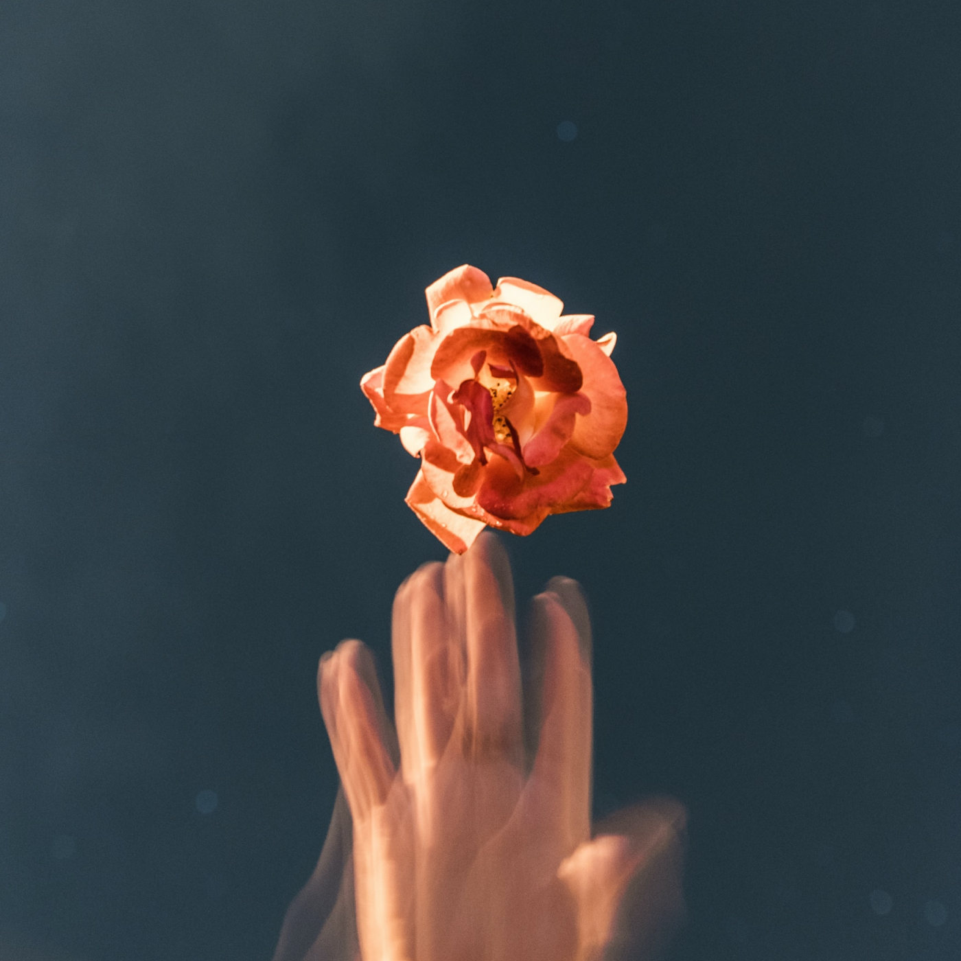 Hand touching flower, representing low libido in women and the pelvic floor connection