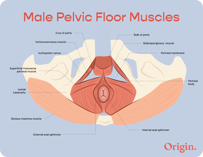 Male pelvic floor muscle diagram: Crus of penis, Bulb of penis, Ischiocavernosus muscle, Bulbospongiosus muscle, Ischiopubic ramus, Perineal membrane, Superficial transverse perineal muscle, Perineal body, Ischial tuberosity, Gluteus maximus muscle, External anal sphincter, Internal anal sphincter | Origin Pelvic Health Physical Therapy