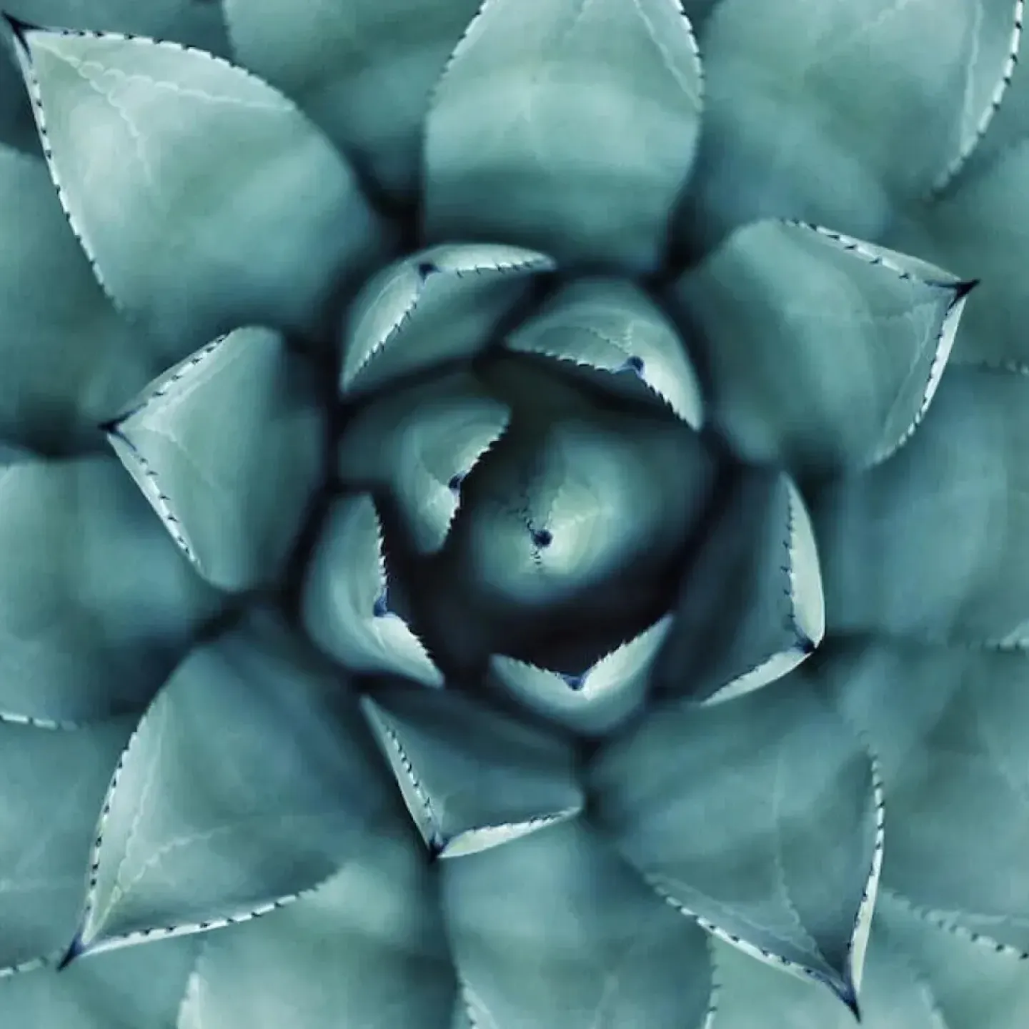 A woman's midsection with a flower to symbolize the impact of perimenopause on the pelvic floor.
